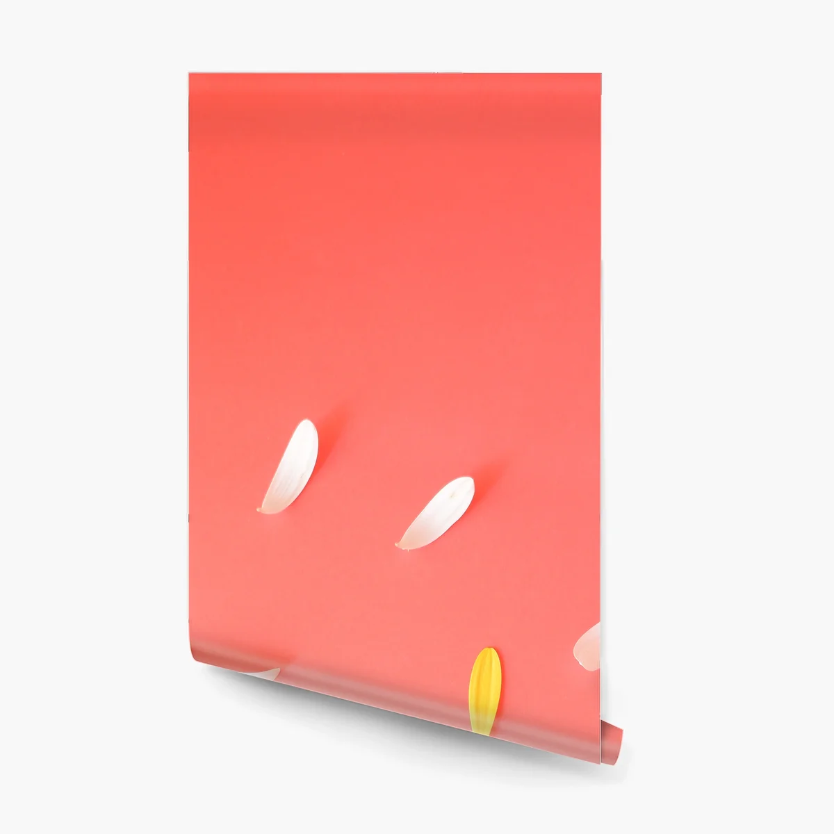 Fototapete sonnige gelbe gerbera auf korallfarbenem hintergrund Fototapete sonnige gelbe gerbera auf korallfarbenem hintergrund