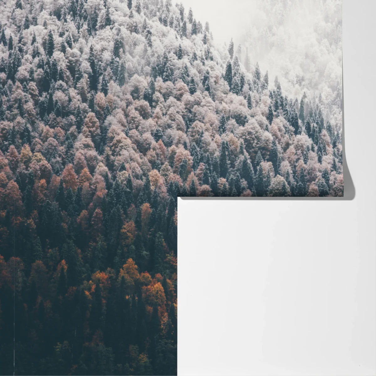 Fototapete nebliger herbstwald am schneebedeckten berg Fototapete nebliger herbstwald am schneebedeckten berg