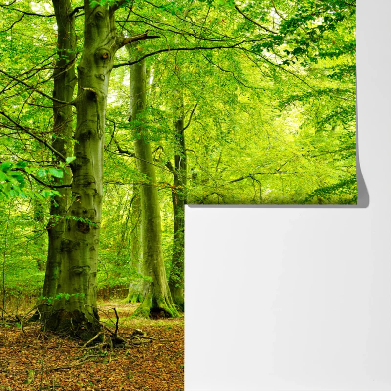 Fototapete ruhiger grüner waldpfad Fototapete ruhiger grüner waldpfad