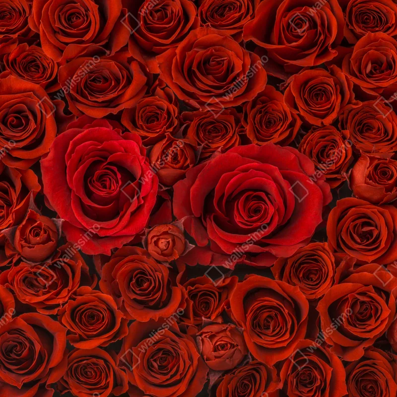 Poster prunkvolle collage roter rosen Poster prunkvolle collage roter rosen