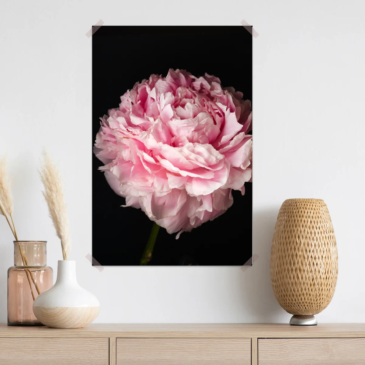 Poster zarte rosa pfingstrose nahaufnahme Poster zarte rosa pfingstrose nahaufnahme