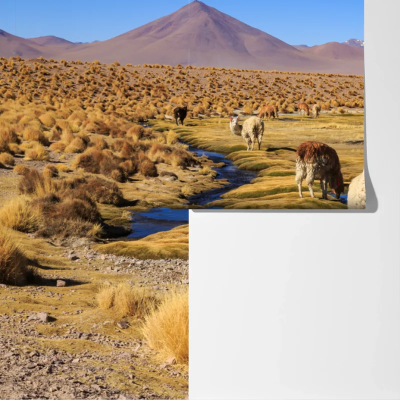 Fototapete lama auf dem altiplano der Anden Fototapete lama auf dem altiplano der Anden