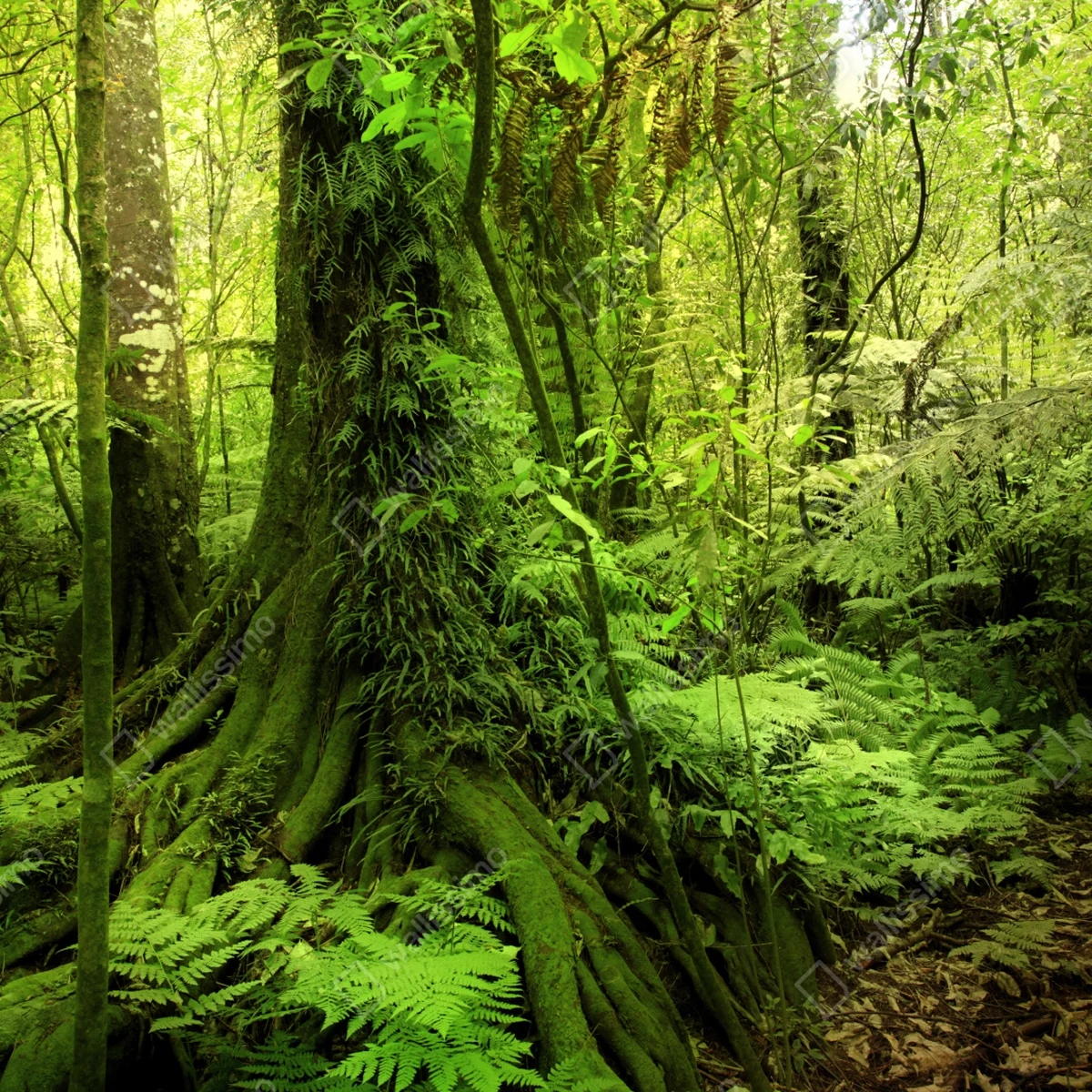 Repositionierbarer Aufkleber üppiger tropischer dschungel Repositionierbarer Aufkleber üppiger tropischer dschungel