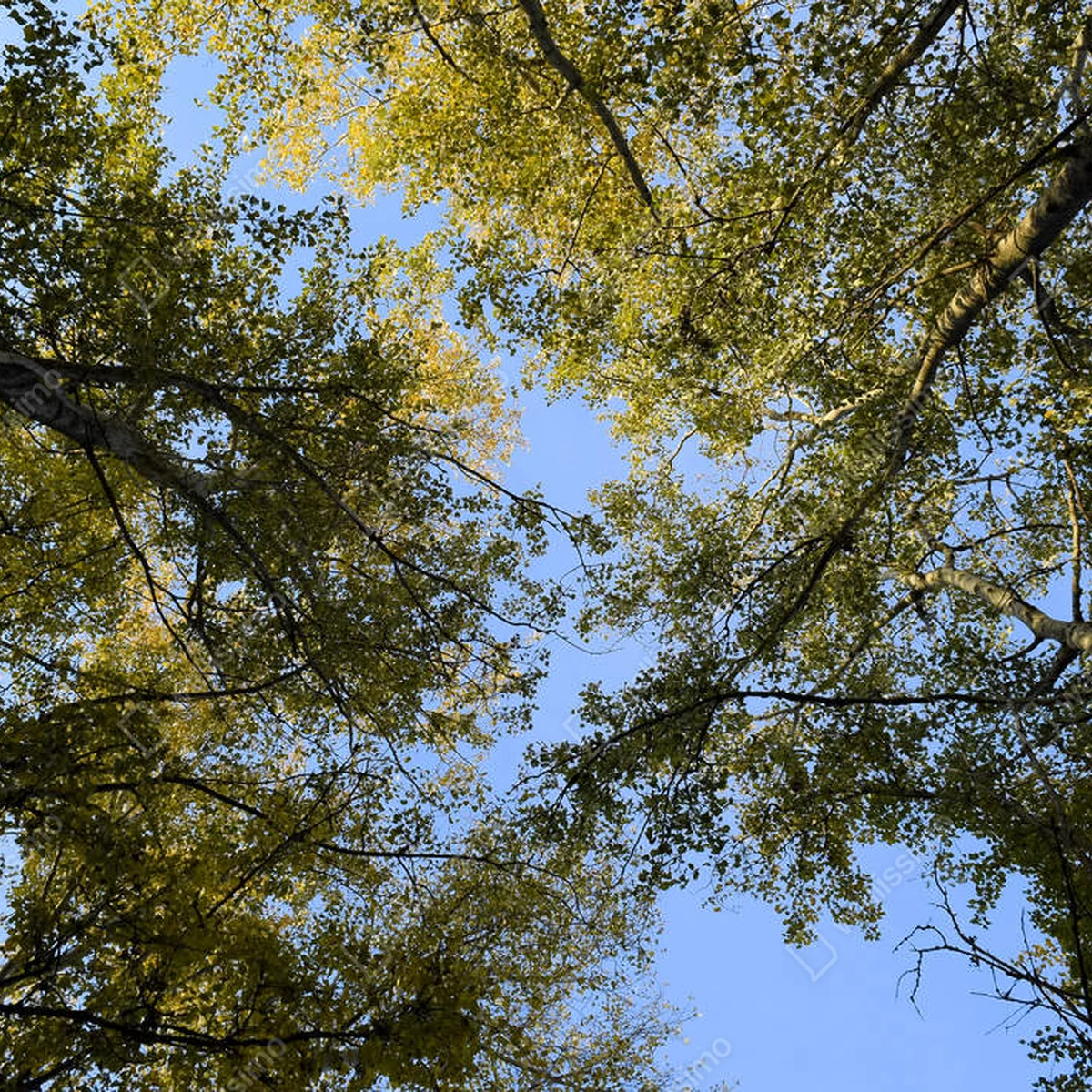 Poster Blick von unten nach oben in einen Wald aus Silberpappeln. Hintergrund des Himmels und Bäume. Herbst im Wald • Poster bei Wallnifity® Poster Blick von unten nach oben in einen Wald aus Silberpappeln. Hintergrund des Himmels und Bäume. Herbst im Wald • Poster bei Wallnifity®