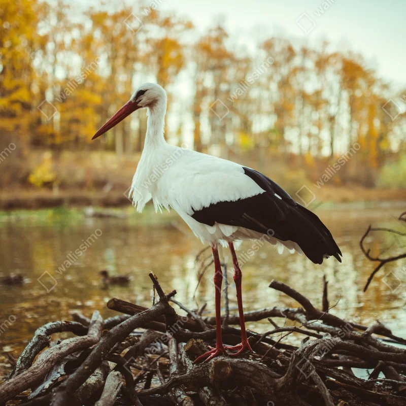 Leinwandbild weißer storch am herbstlichen see Leinwandbild weißer storch am herbstlichen see
