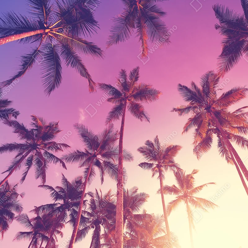 Kühlschrankaufkleber tropische palmen beim sonnenuntergang Kühlschrankaufkleber tropische palmen beim sonnenuntergang