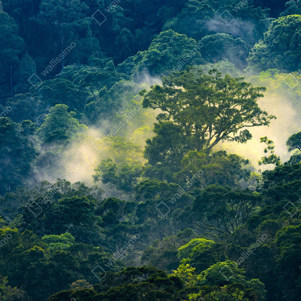Laptop-Aufkleber nebliger regenwald mit baumkronen Laptop-Aufkleber nebliger regenwald mit baumkronen