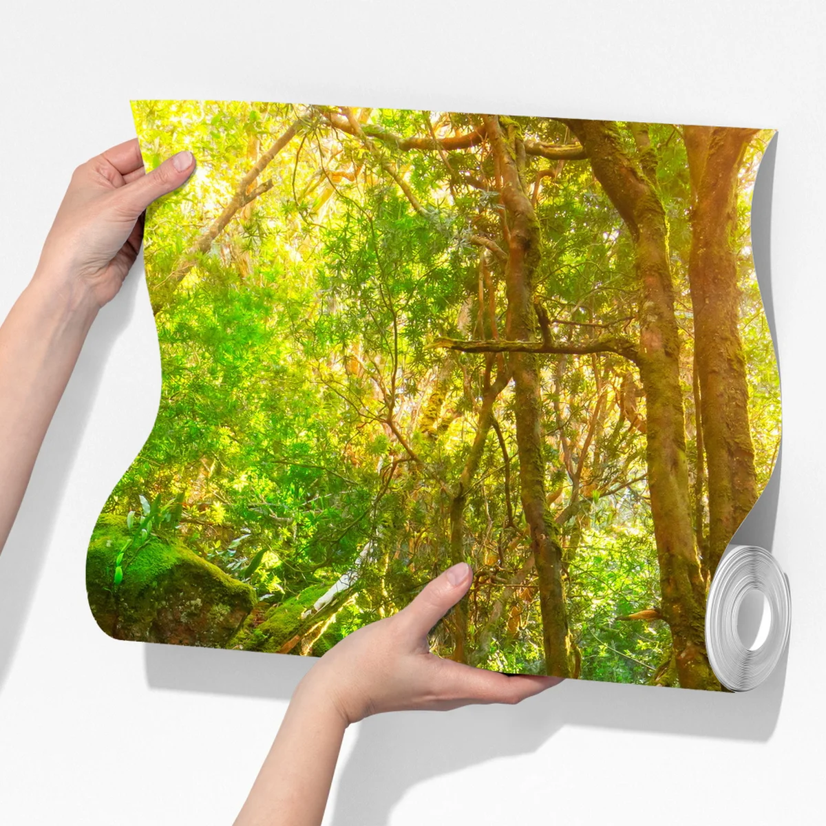 Fototapete sonniger pfad im regenwald der Tasman-Halbinsel, Tasmanien Fototapete sonniger pfad im regenwald der Tasman-Halbinsel, Tasmanien