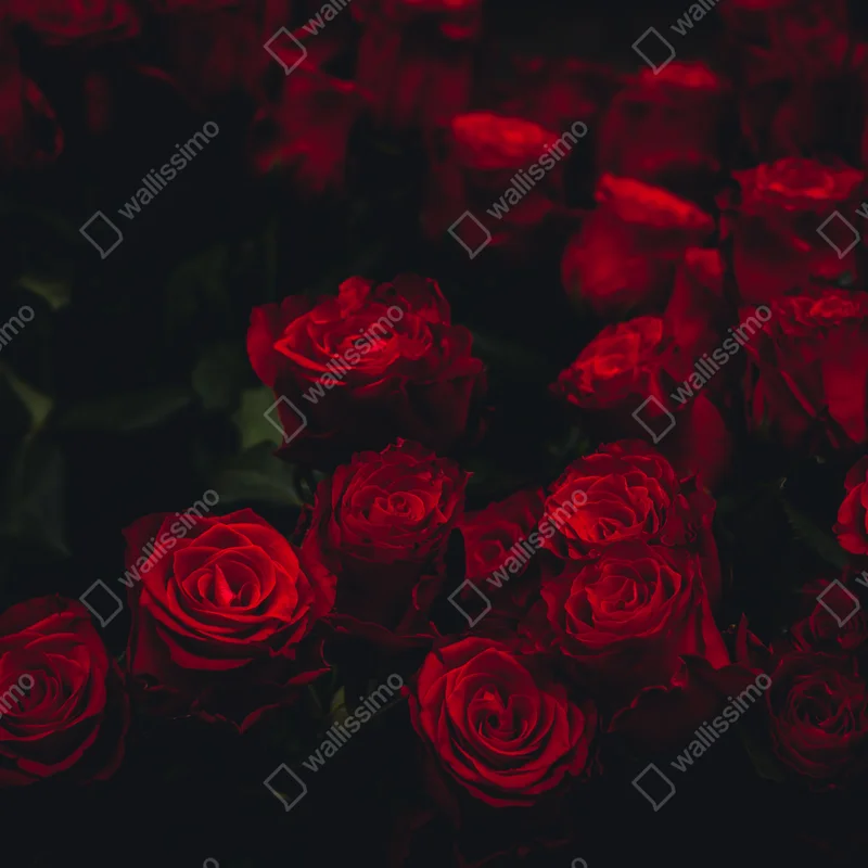 Tischaufkleber und Schreibtischaufkleber dunkler rosenstrauß Tischaufkleber und Schreibtischaufkleber dunkler rosenstrauß