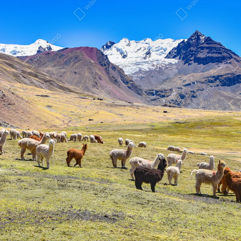Repositionierbarer Aufkleber alpakas und lamas weiden bei Mt Ausangate, Cusco Repositionierbarer Aufkleber alpakas und lamas weiden bei Mt Ausangate, Cusco