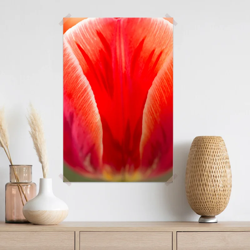 Poster leuchtende rote tulpen nahaufnahme Poster leuchtende rote tulpen nahaufnahme