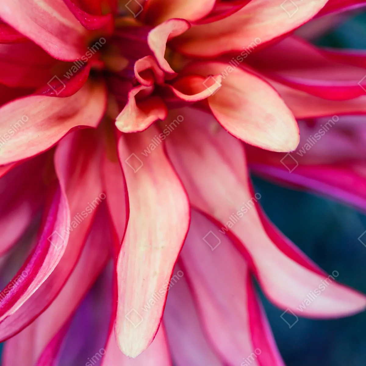 Kühlschrankaufkleber vibrantes rosa blütenmakro Kühlschrankaufkleber vibrantes rosa blütenmakro