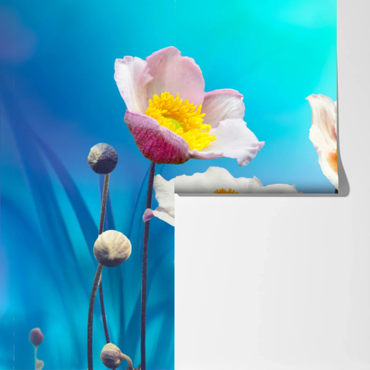 Fototapete zarte rosa anemonen und blauer schmetterling Fototapete zarte rosa anemonen und blauer schmetterling