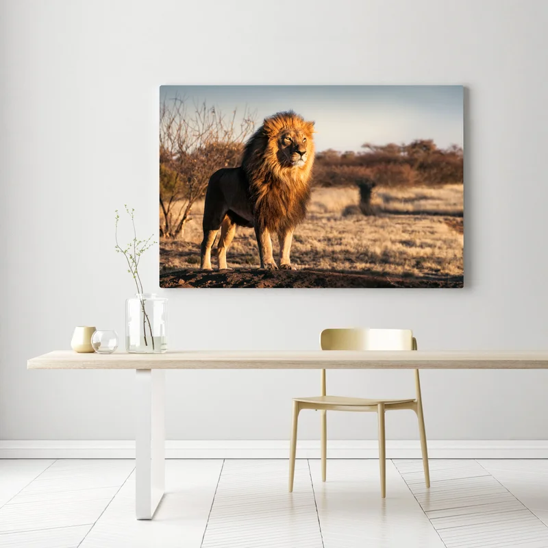 Leinwandbild majestätischer löwe auf der savanne Leinwandbild majestätischer löwe auf der savanne