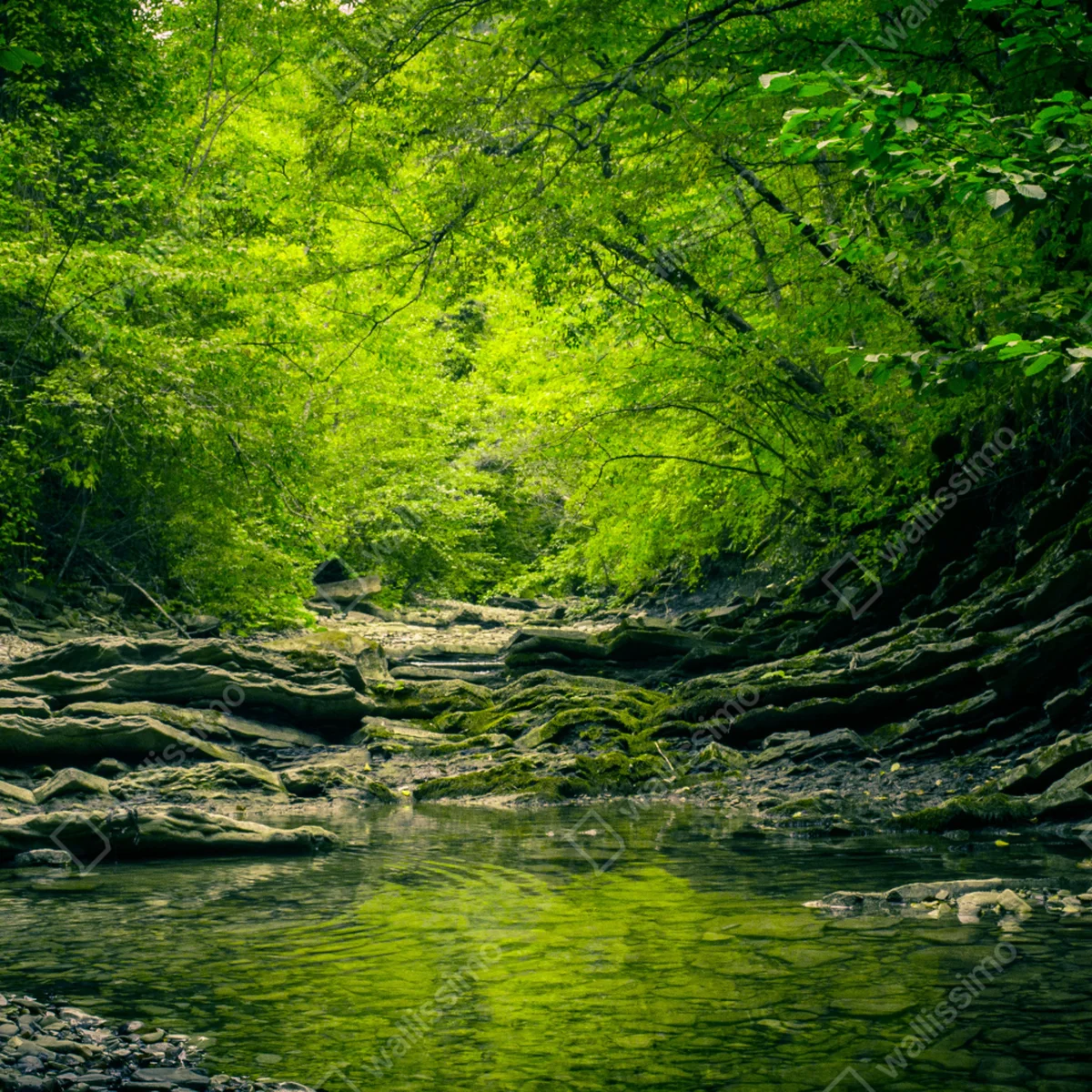 Poster üppiger grüner waldbach mit spiegelung • Poster bei Wallnifity® Poster üppiger grüner waldbach mit spiegelung • Poster bei Wallnifity®