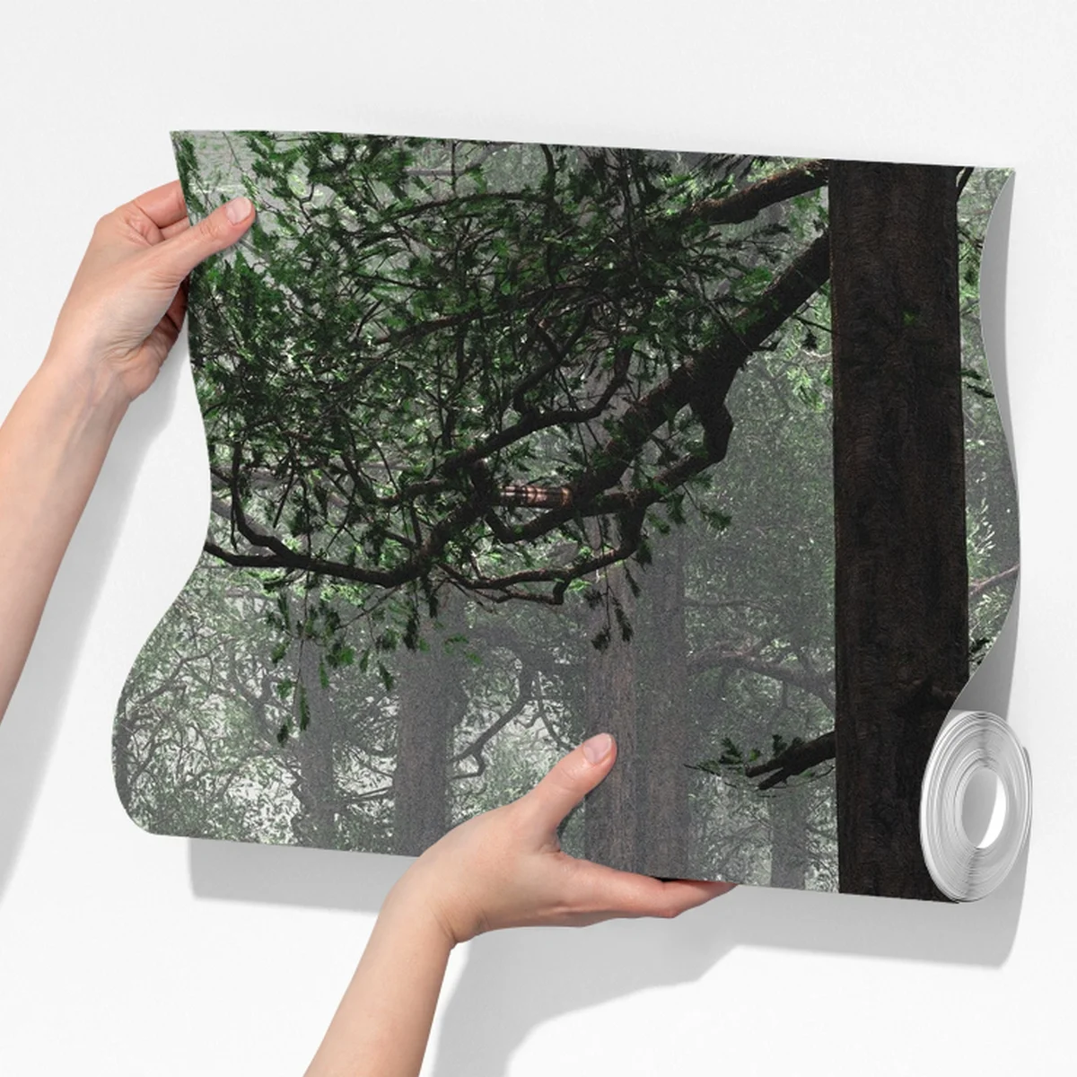 Fototapeta mglisty iglasty las Fototapeta mglisty iglasty las