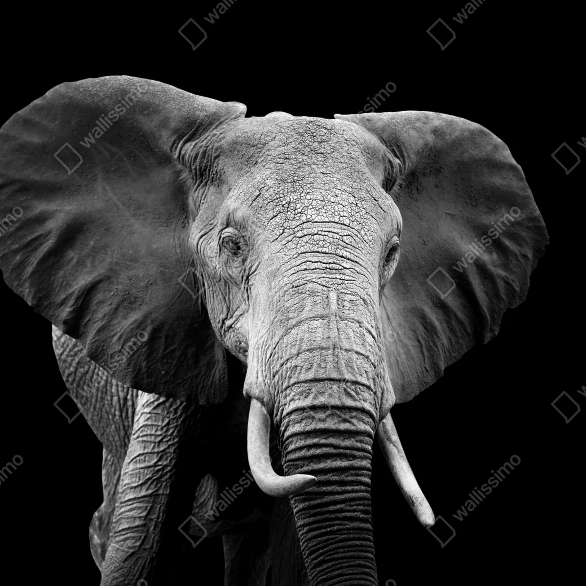 Poster majestätisches elefantenporträt in monochrom Poster majestätisches elefantenporträt in monochrom