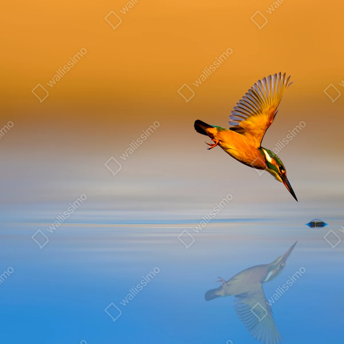Fototapete eisvogel beim tauchen über spiegelndem wasser Fototapete eisvogel beim tauchen über spiegelndem wasser