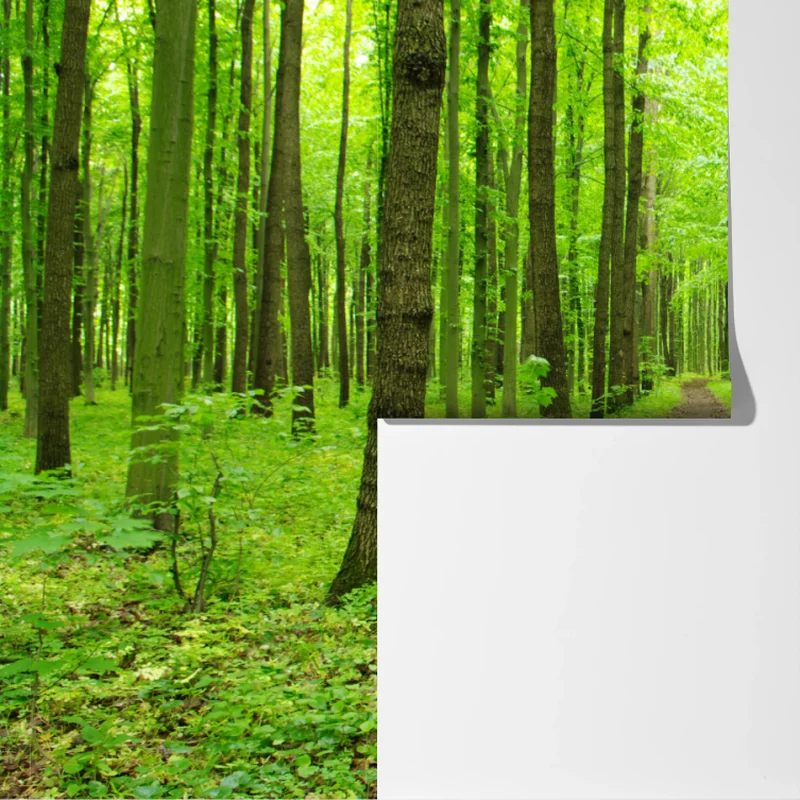 Fototapeta spokojna zielona ścieżka w lesie Fototapeta spokojna zielona ścieżka w lesie