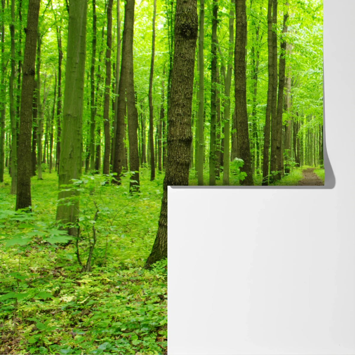 Fototapeta spokojna zielona ścieżka w lesie Fototapeta spokojna zielona ścieżka w lesie