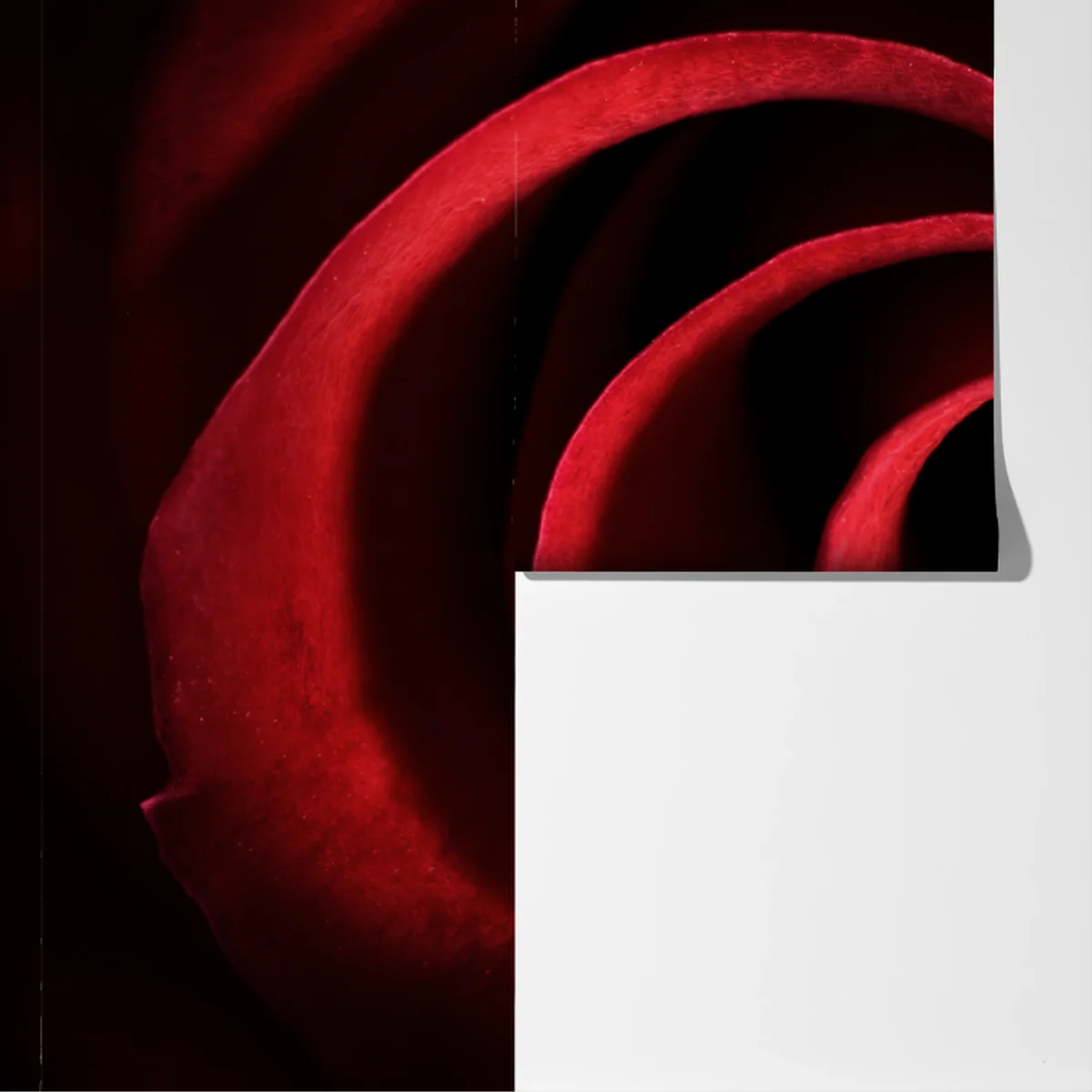 Fototapeta spirala głębokich czerwonych płatków róży Fototapeta spirala głębokich czerwonych płatków róży