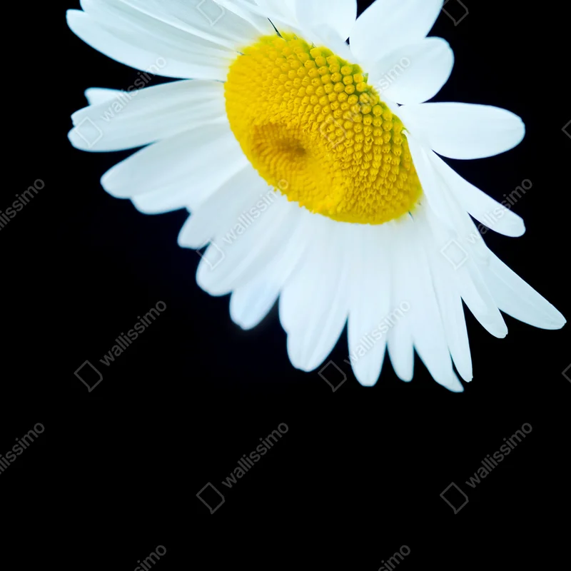 Poster weißes gänseblümchen nahaufnahme vor schwarzem hintergrund Poster weißes gänseblümchen nahaufnahme vor schwarzem hintergrund