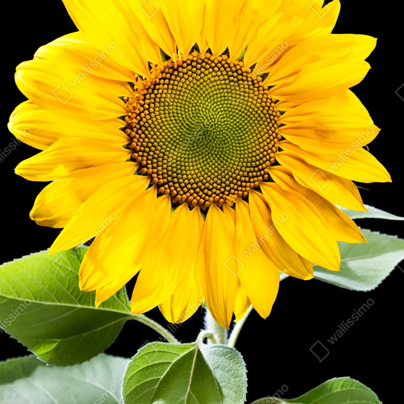 Kühlschrankaufkleber leuchtende sonnenblume vor schwarzem hintergrund Kühlschrankaufkleber leuchtende sonnenblume vor schwarzem hintergrund