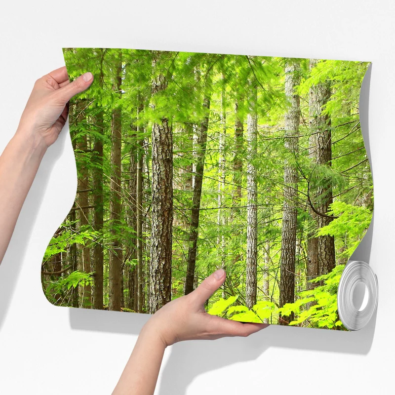 Fototapete moosiger waldpfad Fototapete moosiger waldpfad