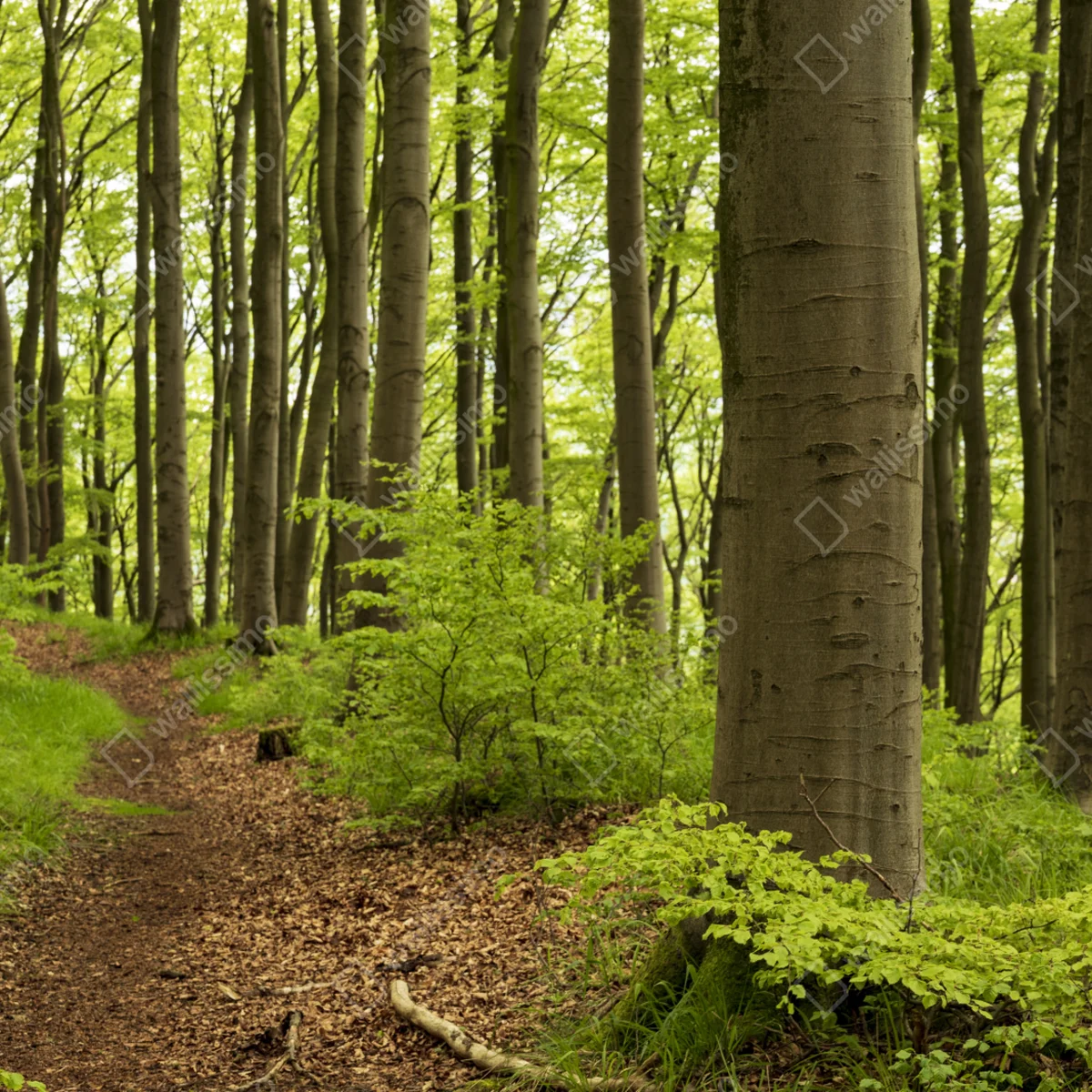 Fototapete ruhiger grüner waldweg Fototapete ruhiger grüner waldweg