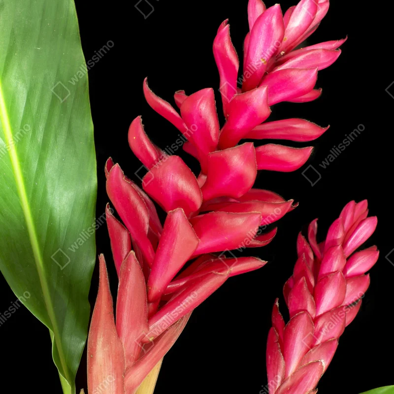 Türaufkleber leuchtende zier-ingwer-blüte auf schwarzem hintergrund Türaufkleber leuchtende zier-ingwer-blüte auf schwarzem hintergrund