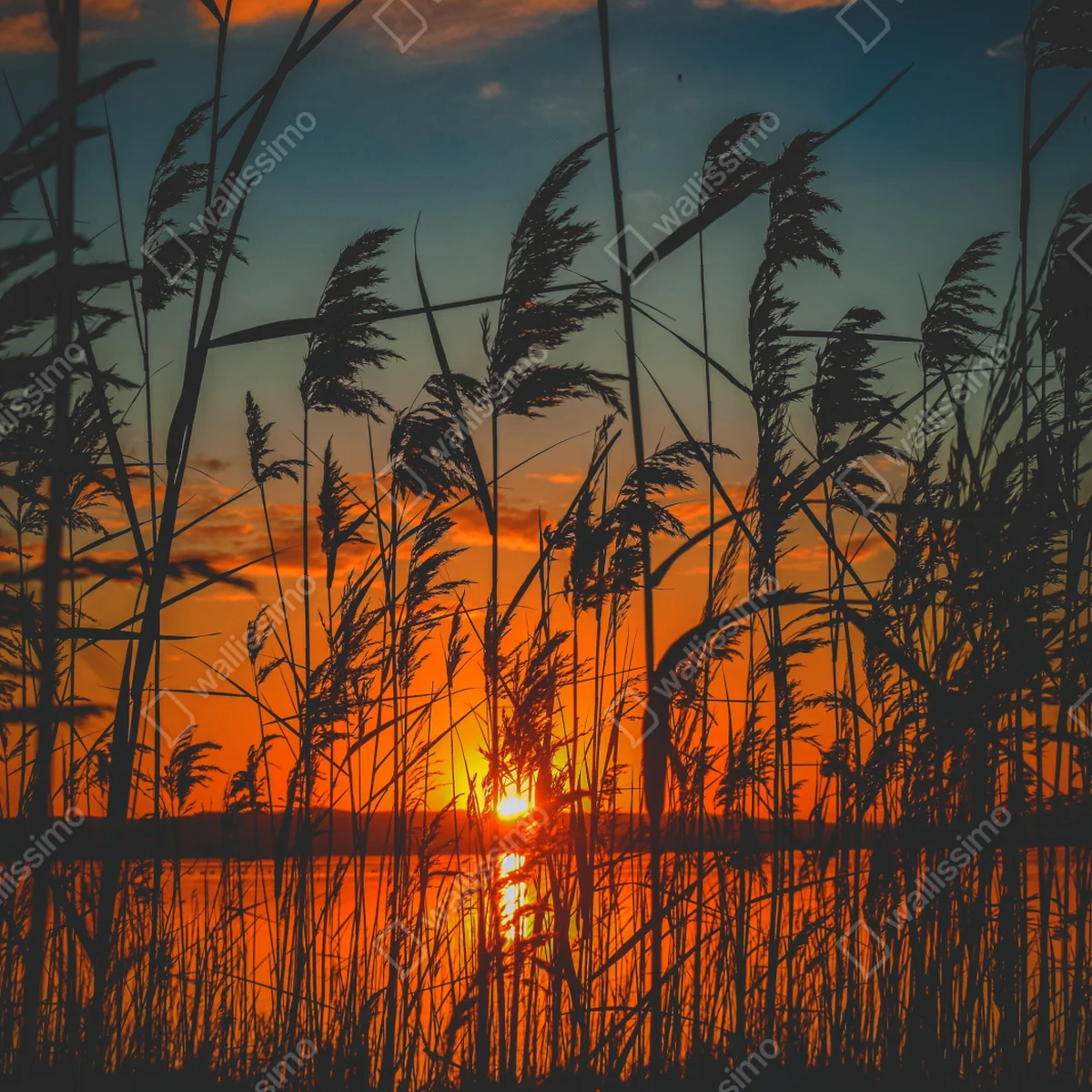 Leinwandbild sonnenuntergang am see mit schilf-silhouette Leinwandbild sonnenuntergang am see mit schilf-silhouette