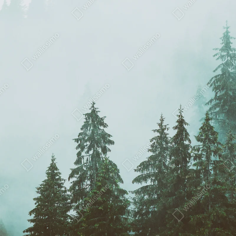 Poster nebliger immergrüner wald • Poster bei Wallnifity® Poster nebliger immergrüner wald • Poster bei Wallnifity®