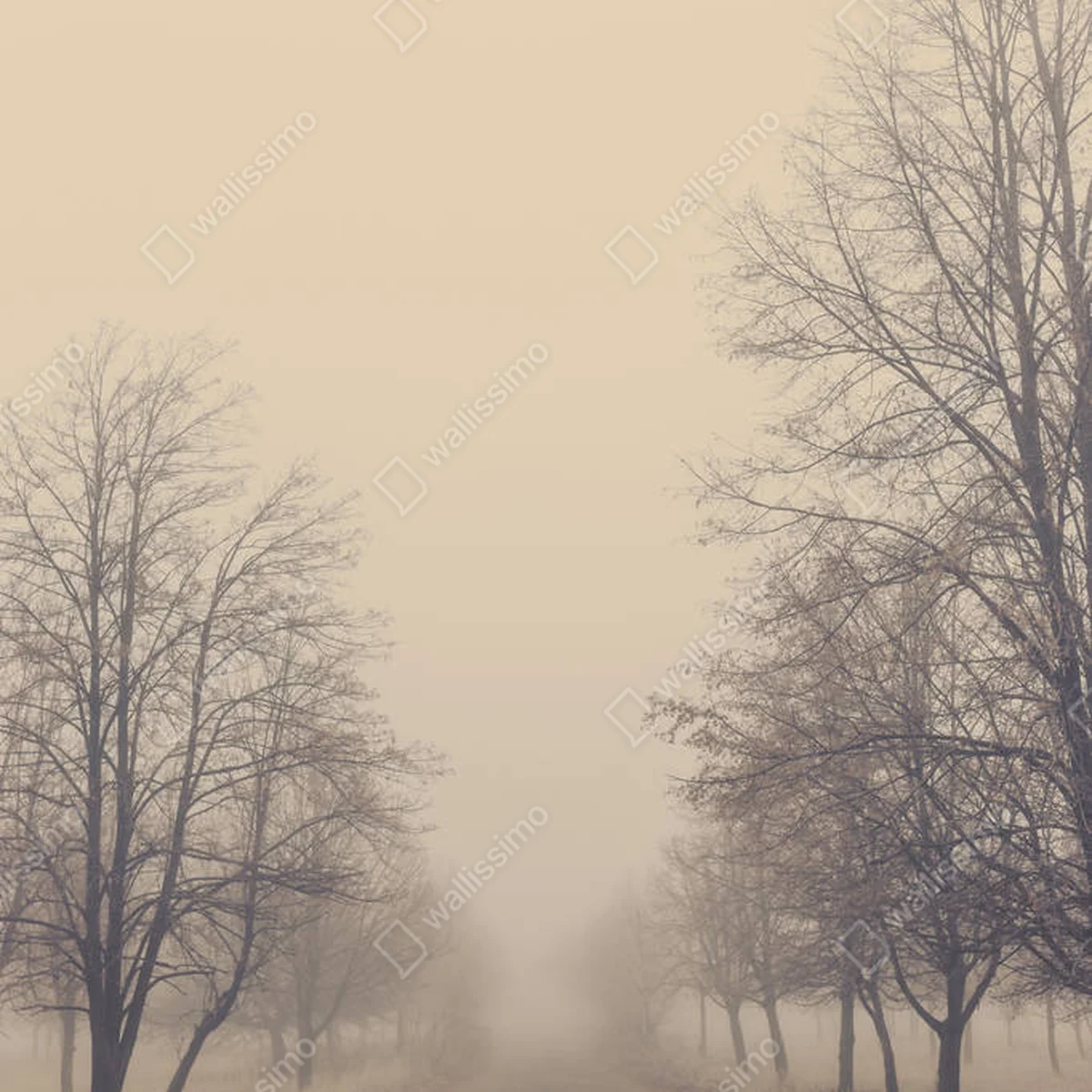 Poster Alte Asphaltstraße im Herbstpark mit Bäumen im Nebel. • Poster bei Wallnifity® Poster Alte Asphaltstraße im Herbstpark mit Bäumen im Nebel. • Poster bei Wallnifity®