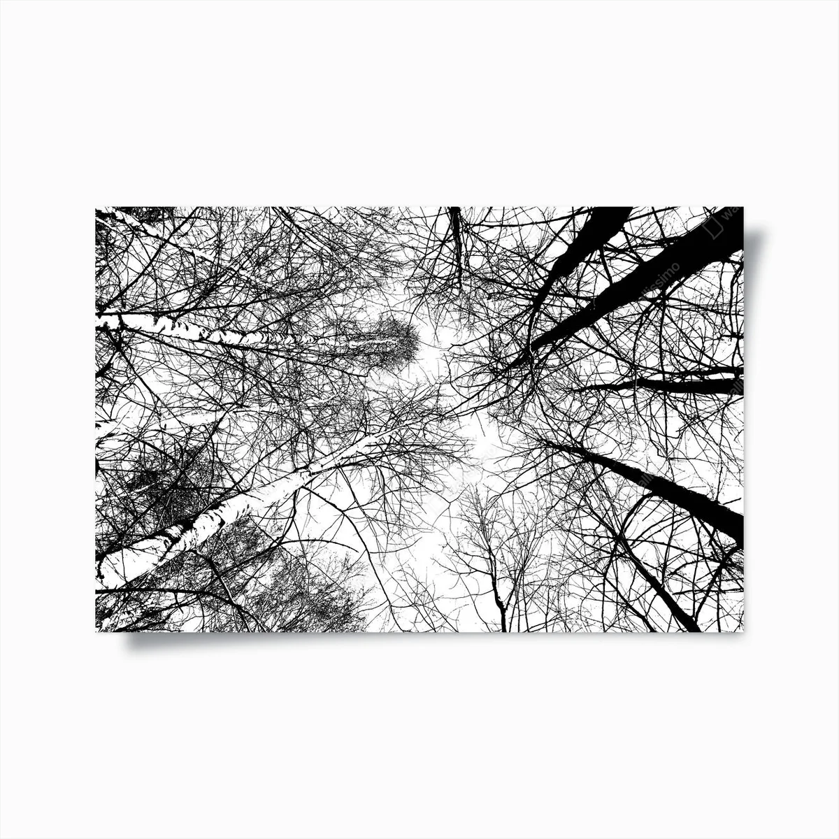 Poster Schwarz-Weiß-Foto von Bäumen, Blick von unten nach oben • Poster bei Wallnifity® Poster Schwarz-Weiß-Foto von Bäumen, Blick von unten nach oben • Poster bei Wallnifity®