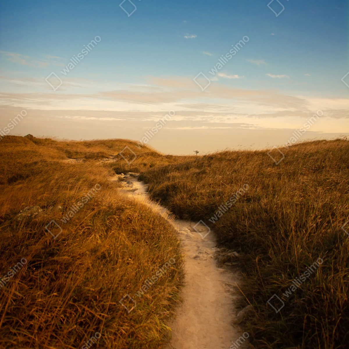 Türaufkleber sonnenbeschienener weg durch die dünen Türaufkleber sonnenbeschienener weg durch die dünen