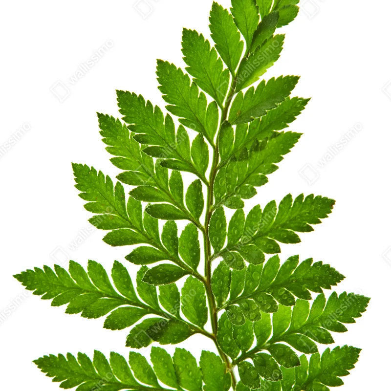 Poster grünes farnblatt auf weißem hintergrund Poster grünes farnblatt auf weißem hintergrund