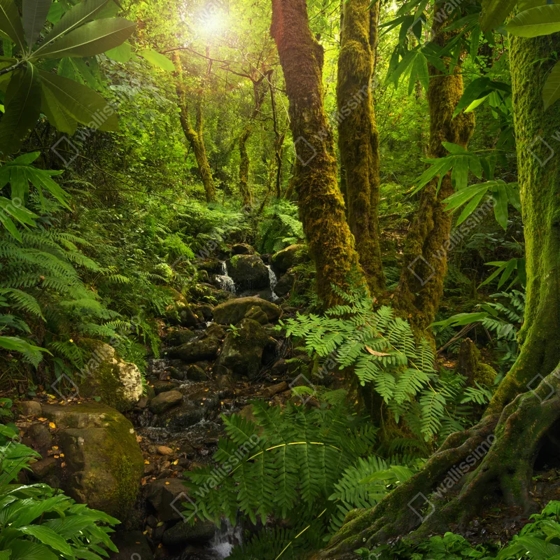 Fototapete moosiger waldbach im sonnenlicht Fototapete moosiger waldbach im sonnenlicht