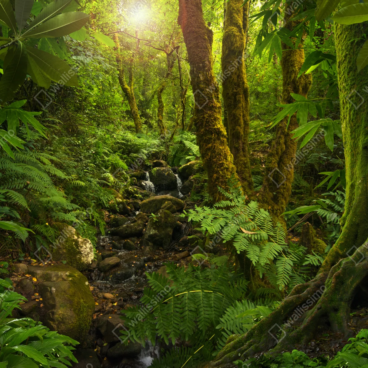 Fototapete moosiger waldbach im sonnenlicht Fototapete moosiger waldbach im sonnenlicht