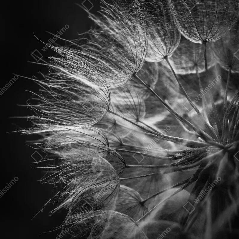 Türaufkleber zarter löwenzahn in monochrom Türaufkleber zarter löwenzahn in monochrom