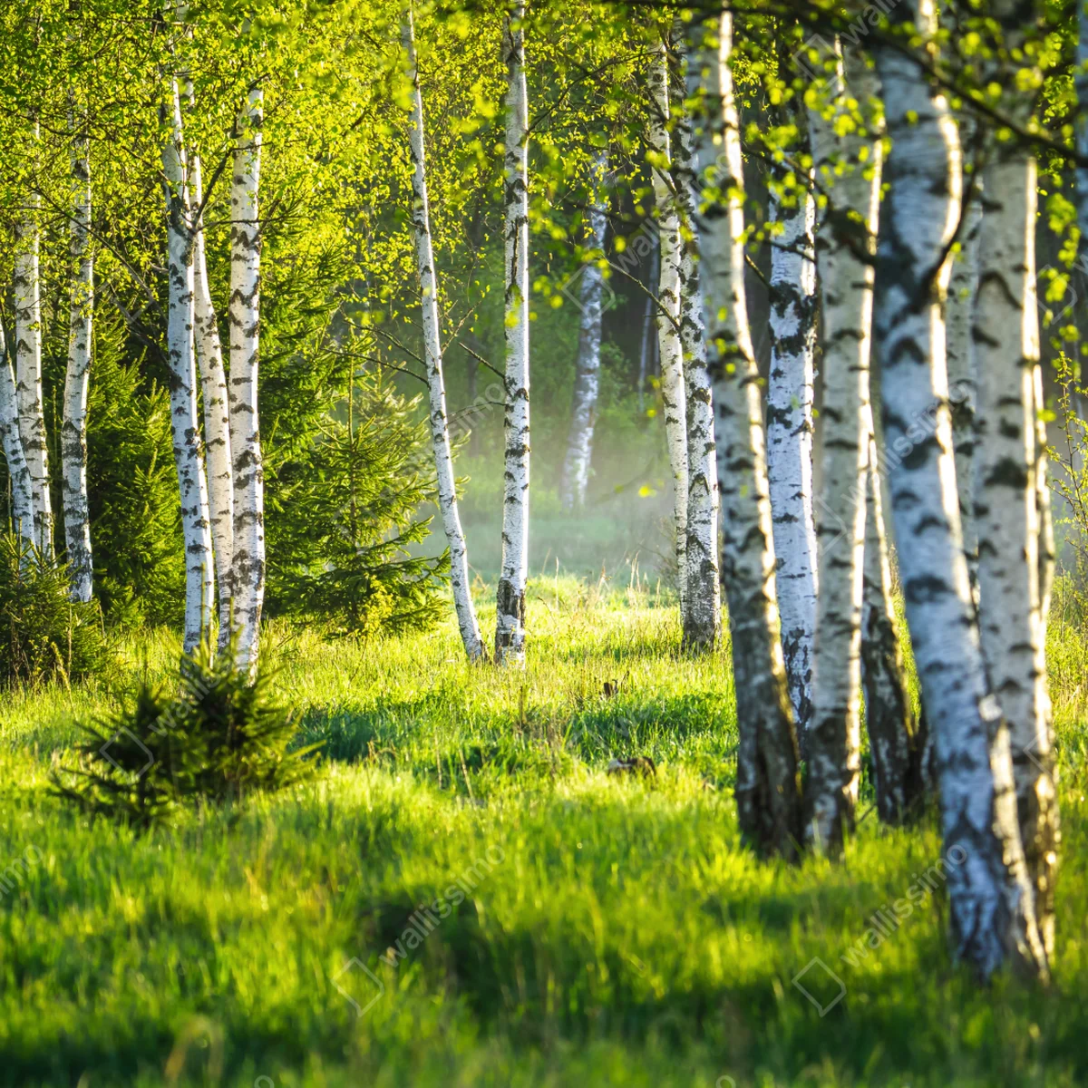 Poster birkenallee im frühlingslicht • Poster bei Wallnifity® Poster birkenallee im frühlingslicht • Poster bei Wallnifity®