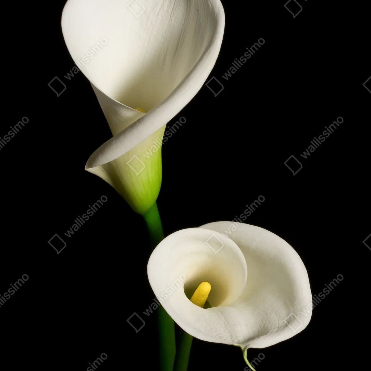 Repositionierbarer Aufkleber weiße calla vor schwarzem hintergrund Repositionierbarer Aufkleber weiße calla vor schwarzem hintergrund