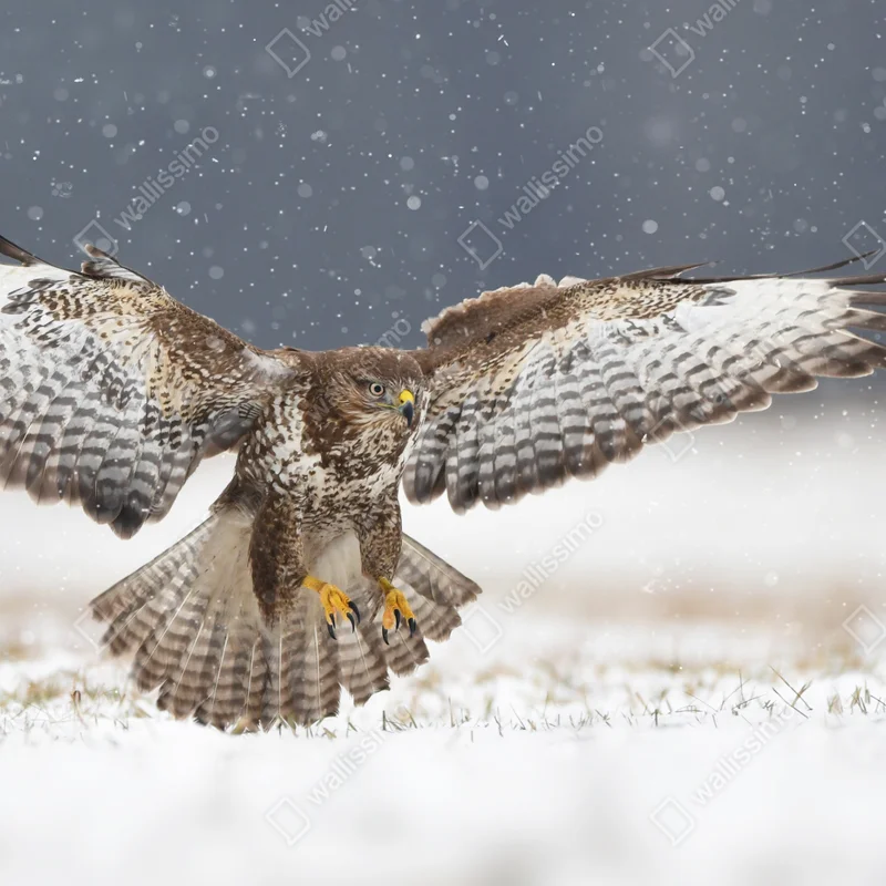Fototapete mäusebussard landet im schnee Fototapete mäusebussard landet im schnee