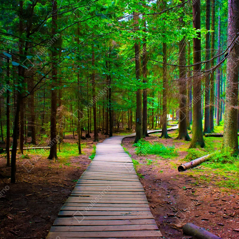Fototapeta spokojna leśna kładka Fototapeta spokojna leśna kładka