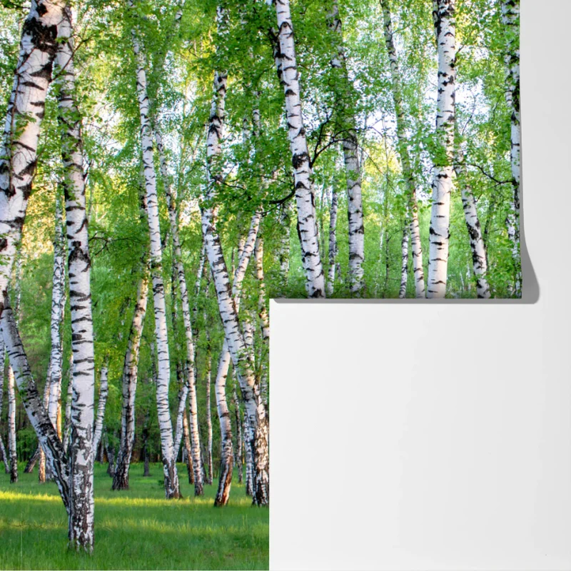 Fototapeta spokojny brzozowy gaj latem Fototapeta spokojny brzozowy gaj latem