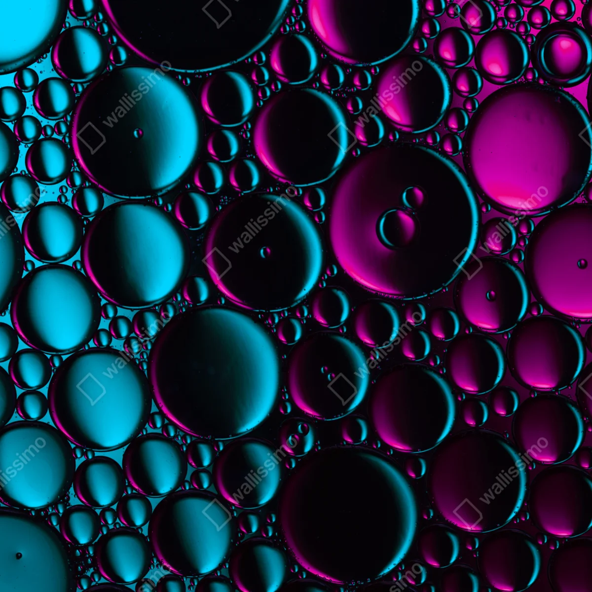 Fensteraufkleber türkis-magenta blasenmuster Fensteraufkleber türkis-magenta blasenmuster