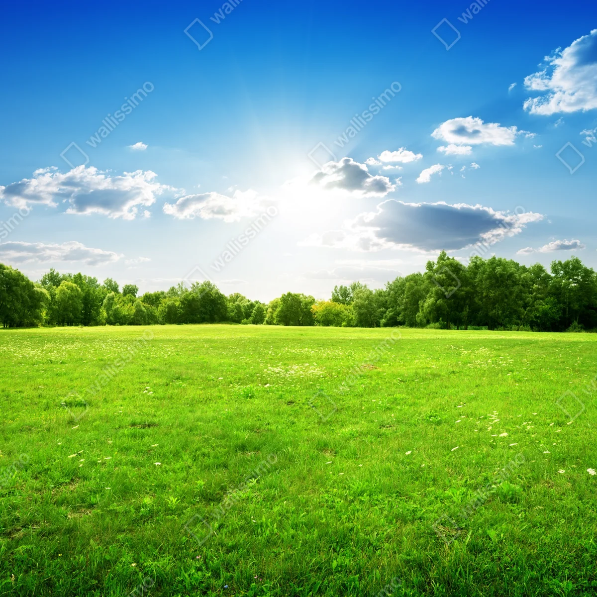 Fensteraufkleber sonnige grüne wiese Fensteraufkleber sonnige grüne wiese