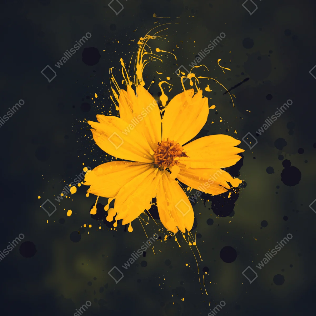 Poster leuchtende gelbe blüte auf dunklem hintergrund Poster leuchtende gelbe blüte auf dunklem hintergrund