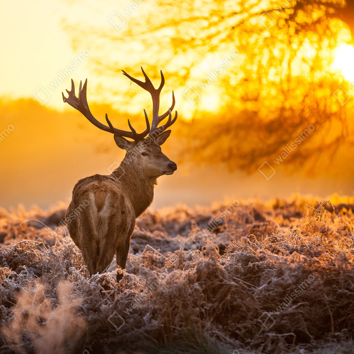 Türaufkleber goldener hirsch im sonnenaufgang Türaufkleber goldener hirsch im sonnenaufgang