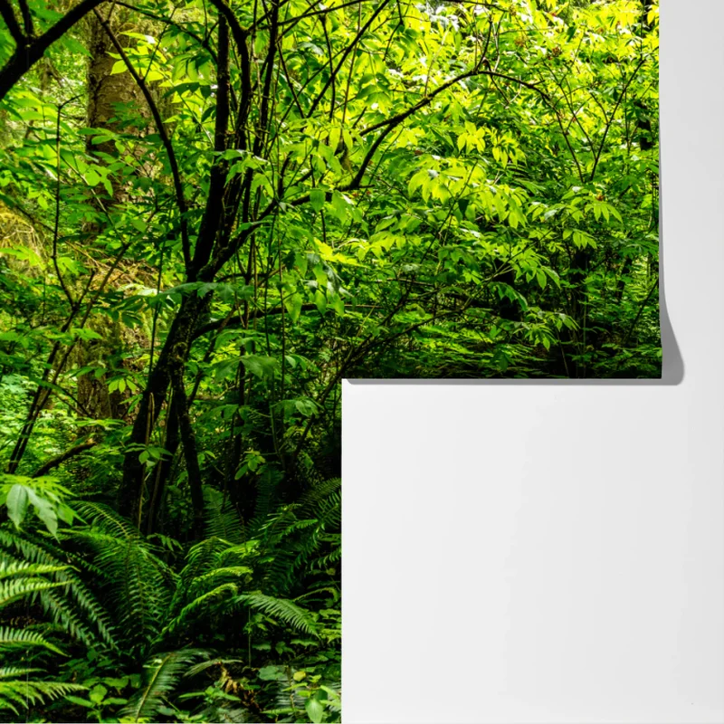 Fototapete üppiger waldpfad Fototapete üppiger waldpfad