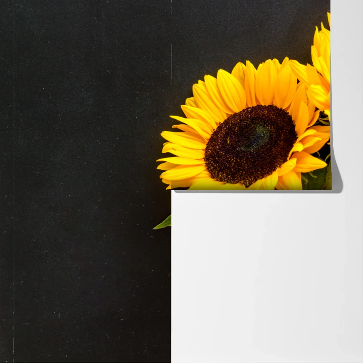 Fototapete leuchtende sonnenblumen auf schwarzem hintergrund Fototapete leuchtende sonnenblumen auf schwarzem hintergrund